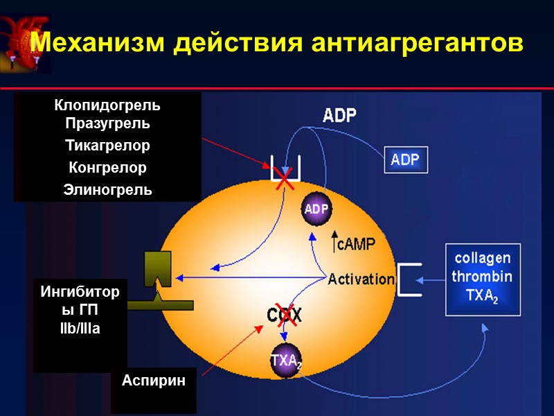 Механизм действия антиагрегантов Механизм действия антиагрегантов